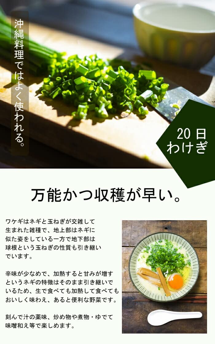 Amazon.co.jp: 20日わけぎ 種 球根 ワケギ 150g 秋植え 分葱 わけぎ